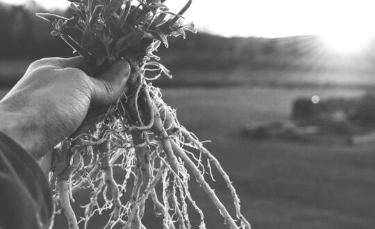 conferencia gratuita de Plantas adaptógenas, remedios del futuro