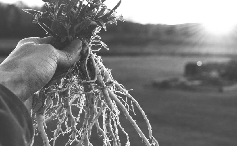 conferencia gratuita de Plantas adaptógenas, remedios del futuro