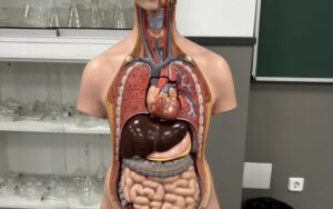 Nutrición y suplementación en sistema digestivo e intestinal, en escuela de formación ISMET Barcelona