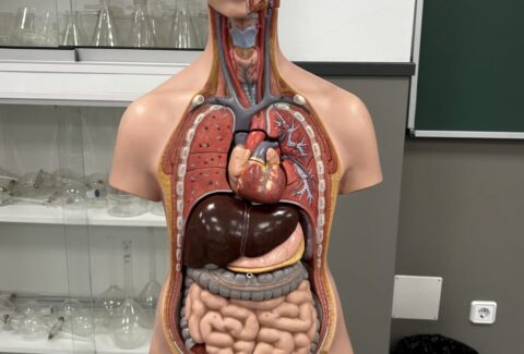 Nutrición y suplementación en sistema digestivo e intestinal, en escuela de formación ISMET Barcelona