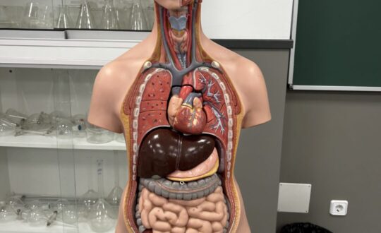 Nutrición y suplementación en sistema digestivo e intestinal, en escuela de formación ISMET Barcelona