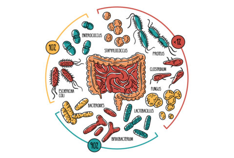 Tests de microbiota y disbiosis soluciones nutricionales
